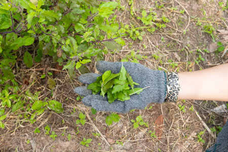 A farmer's hand is plucking basil leaves to use in cooking.の写真素材