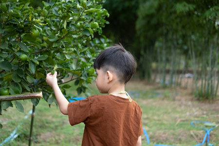 Asian boy looking at the produce of the lemon treeの写真素材