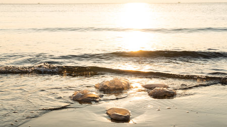 Jellyfish population drifting to the beach and losing their lives due to ecological, climatic and environmental reasonsの写真素材