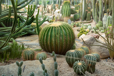 Cactus garden Various types of beautiful cacti Exotic cactus collection.の写真素材