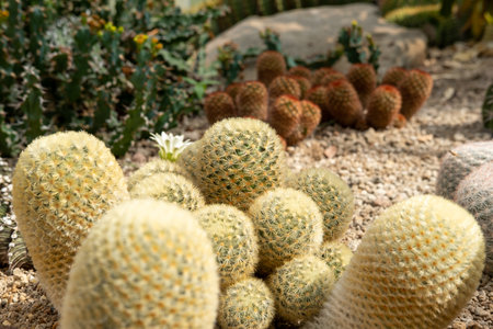 Cactus garden Various types of beautiful cacti Exotic cactus collection.の写真素材