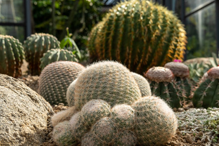 Cactus garden Various types of beautiful cacti Exotic cactus collection.の写真素材