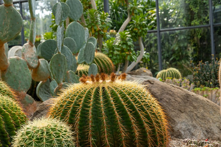 Cactus garden Various types of beautiful cacti Exotic cactus collection.の写真素材