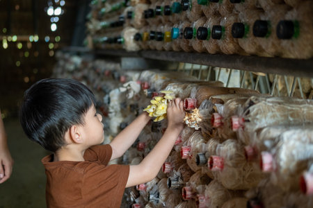 little asian boy Having fun picking mushrooms in the mushroom factory.の写真素材