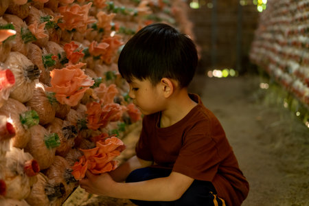 little asian boy Having fun picking mushrooms in the mushroom factory.の写真素材