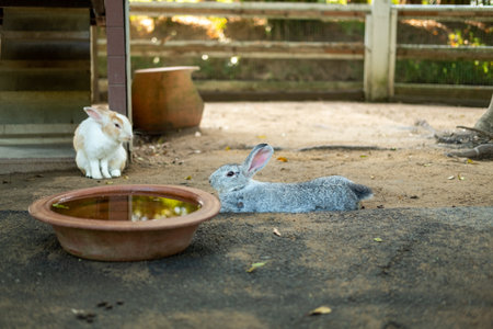 A gray rabbit lounging comfortably on the floor.の写真素材