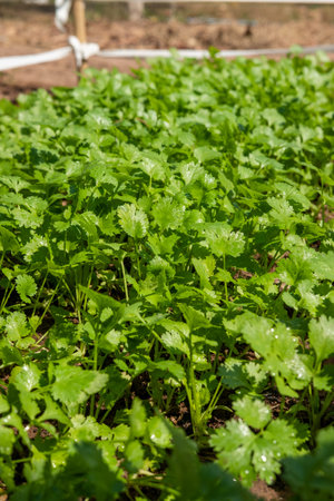 Coriander planting plot healthy food health care conceptの写真素材