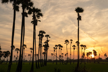 Sunrise landscape with sugar palm trees in morning.の写真素材