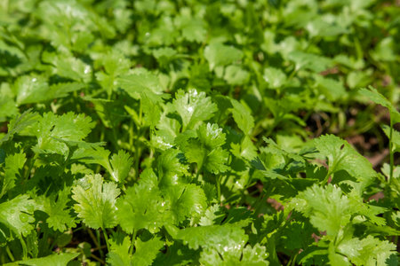 Coriander planting plot healthy food health care concept