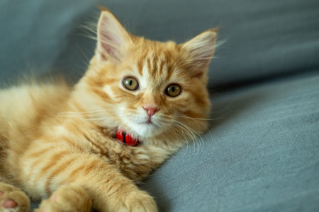 Cute orange kitten doing various posesの写真素材