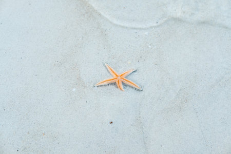 Starfish at the beach, clear waterの写真素材