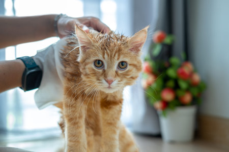 Woman's hand giving a dry bath to an orange cat in the house.の写真素材