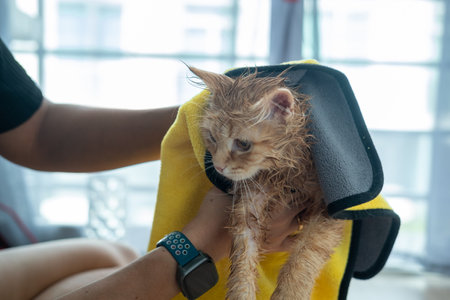 Woman's hand giving a dry bath to an orange cat in the house.