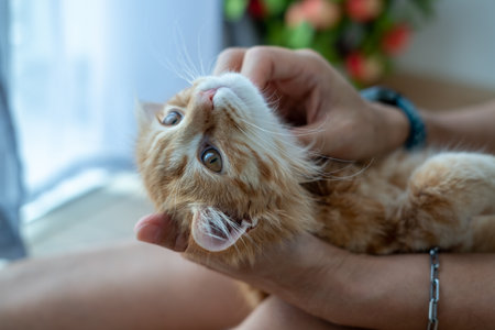 Female hands playing with an orange kitten