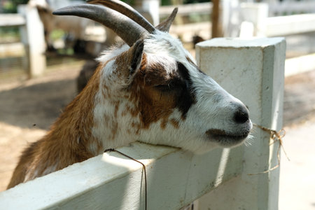 Goats and daily activities