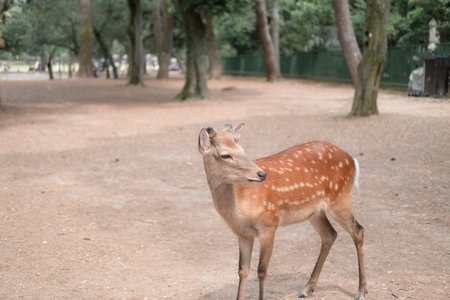A little deer is walking.の写真素材