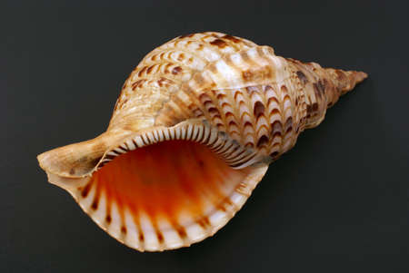 Sea shell isolated on black backgroundの写真素材