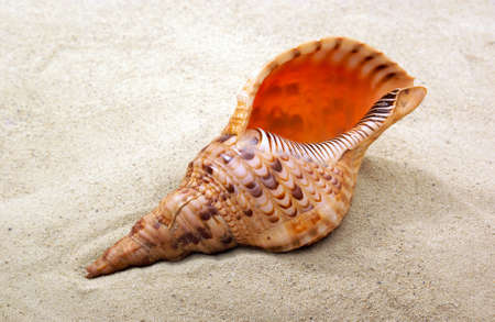 shell         