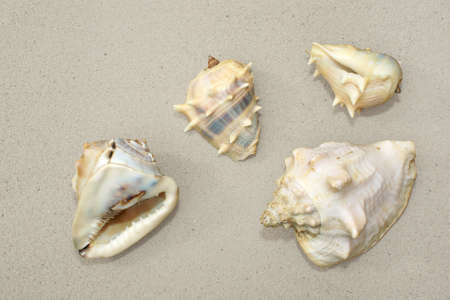Four sea shells on sand