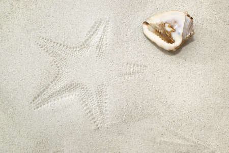 Sea shell on sand