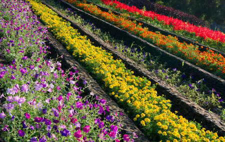 Colorful flowers on outdoor flowerbedの写真素材