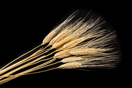 Bunch of wheat ears on black backgroundの写真素材