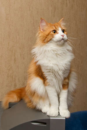 Red  furry cat with long white whiskersの写真素材