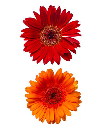 Two african daisies isolated on white backgroundの写真素材