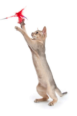 Abyssinian kitten on white backgroundの写真素材