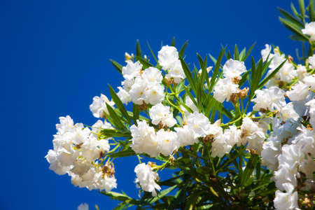 White flowers on blue sky background.の写真素材