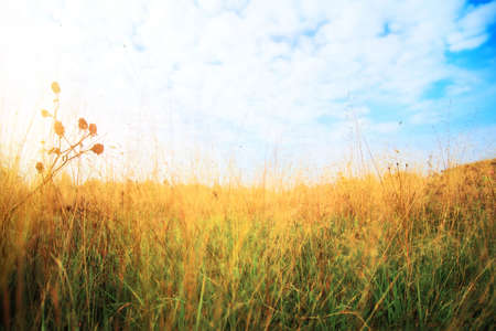 Summer field. Wide angle view from the grass.の写真素材