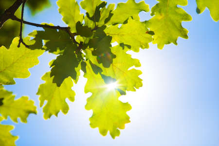 Oak leaves on blue sky and bright sun background.