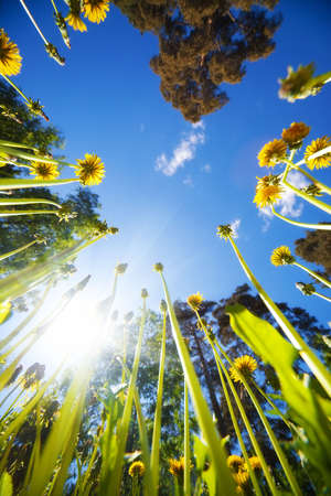 High grass and blue sky. View from the ground.の写真素材