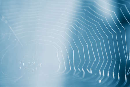 Spider web. Soft blue tint.の写真素材