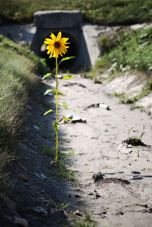 Lonely flower in a gutter with garbage and dirt. Desire for life concept.の写真素材