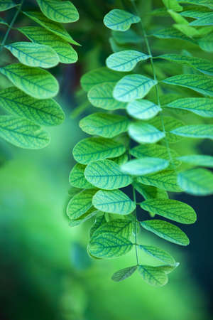 Green leaves abstract. Soft colors and shallow dof.