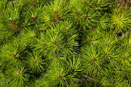 Needles background or texture. Vibrant colors.の写真素材