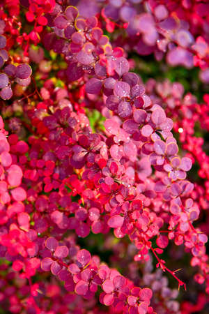 Wet red leaves abstract background.の写真素材