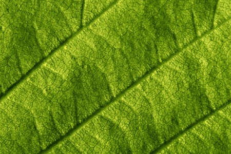 Green leaf macro. Texture or background.