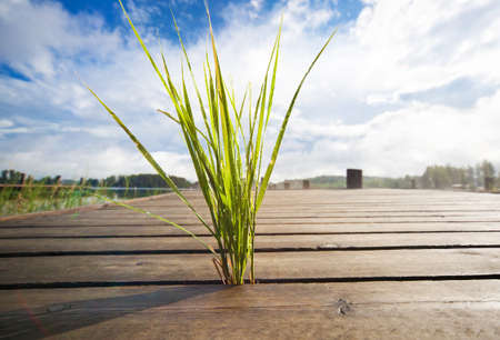 Small grass growing through wooden bridge.の写真素材