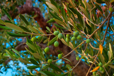Olive tree in Italy close-up.の写真素材
