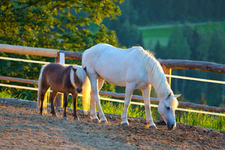 Horse and foal at sunset light.の写真素材