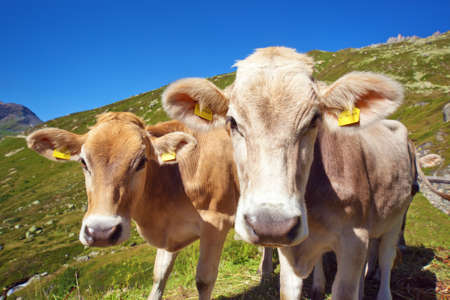 Cows on mountain meadow portrait の写真素材