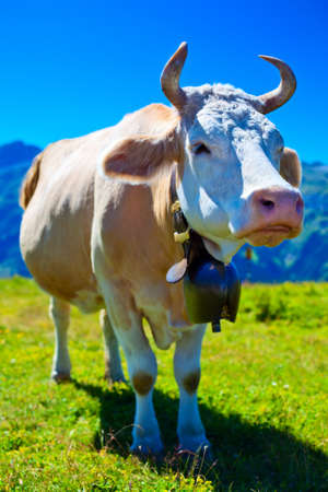 Cow on high mountain meadow.の写真素材