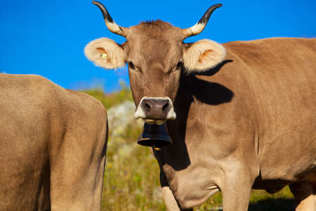 Cows on mountain meadow in Alps の写真素材