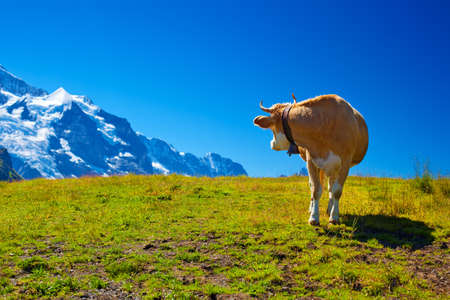 Cow turning back on high mountain meadow の写真素材