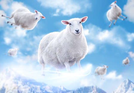 Cute sheeps flying in clouds.