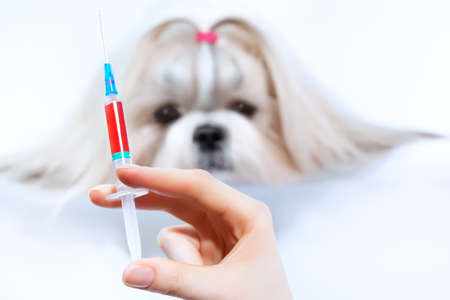Shih tzu dog and medical syringe  Focus on hand の写真素材