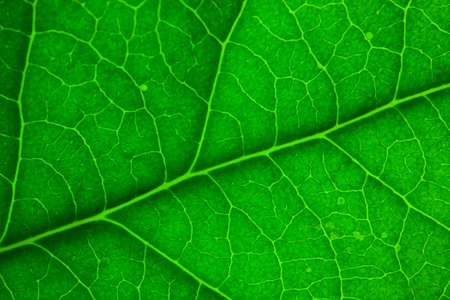 Green leaf macro の写真素材