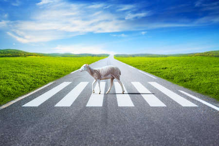 Sheep walking on crosswalk on field and road background の写真素材
